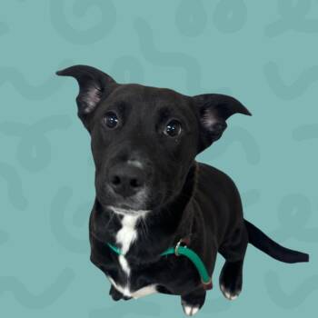 Black Labrador Retriever and American Staffordshire Terrier Dogs Available for Adoption in Reno, Nevada - Bailey | PetCurious
