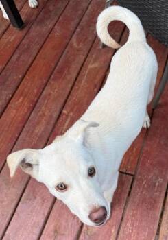 Yellow Labrador Retriever Dogs Available for Adoption in Newnan, Georgia - Hero | PetCurious