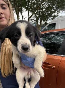 Dream Float -  Australian Shepherd Dog for Adoption in Mobile, Alabama - Dream Float | PetCurious