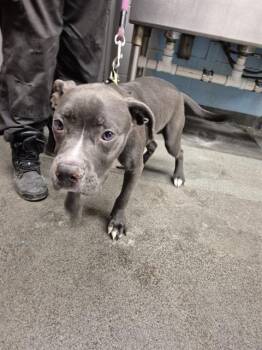 American Staffordshire Terrier Dogs Available for Adoption - A802027 | PetCurious
