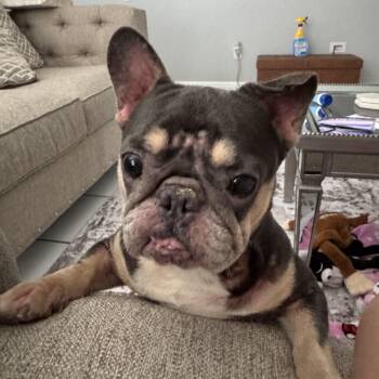 French Bulldog Dogs Available for Adoption in Palm Coast, Florida - Faith  | PetCurious