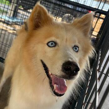 Coda -  Husky Dog for Adoption in Lake Jackson, Texas - Coda | PetCurious
