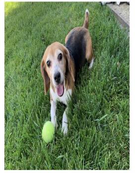Faith -  Beagle Dog for Adoption in Hainesville, Illinois - Faith | PetCurious