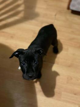 Taffy -  Mixed Breed Dog Available for Adoption - Taffy | PetCurious