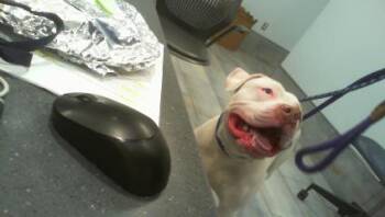 American Staffordshire Terrier Dogs Available for Adoption - CHOPPER | PetCurious