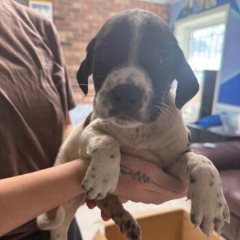 Poodle and Pointer Dogs Available for Adoption - George Costanza | PetCurious