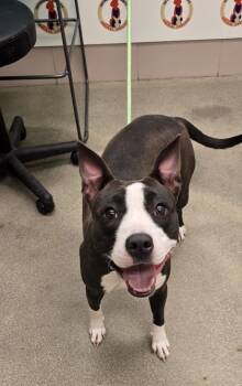 Rescue Pit Bull Terrier and Mixed Breed Dogs for Adoption in Valley View, Ohio - Screech | PetCurious