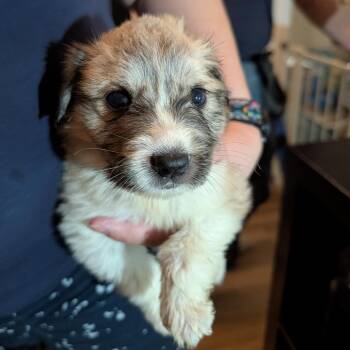 Hobie -  Great Pyrenees Dog for Adoption in Lynchburg, Virginia - Hobie | PetCurious