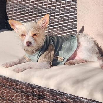 Mimosa 1 -  Terrier and Mixed Breed Dog for Adoption in Las Vegas, Nevada - Mimosa 1 | PetCurious