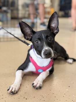 Nellie -  Terrier Dog for Adoption in Mundelein, Illinois - Nellie | PetCurious