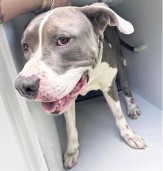 Pit Bull Terrier and Mixed Breed Dogs Available for Adoption in Houston, Texas - A657089 | PetCurious