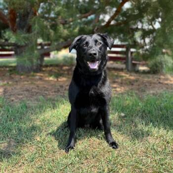 Lettie -  Labrador Retriever Dog for Adoption in Fargo, North Dakota - Lettie | PetCurious