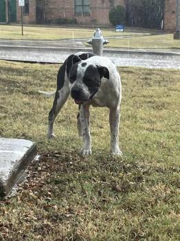 Rescue Staffordshire Bull Terrier Dogs for Adoption in Dallas, Texas - 8083 TIPS | PetCurious