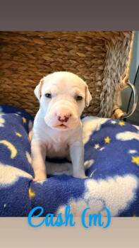 Cash - Hope -  American Bulldog Dog for Adoption in Lakeland, Florida - Cash - Hope | PetCurious