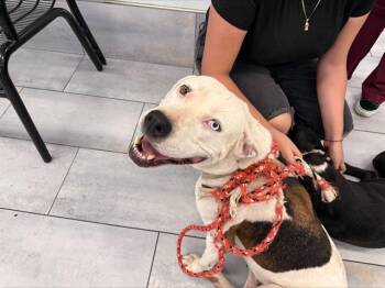 MICKEY -  Pit Bull Terrier Dog for Adoption in Charlotte, North Carolina - MICKEY | PetCurious