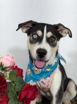 Husky and German Pinscher Dogs Available for Adoption in Carlsbad, California - Cod | PetCurious