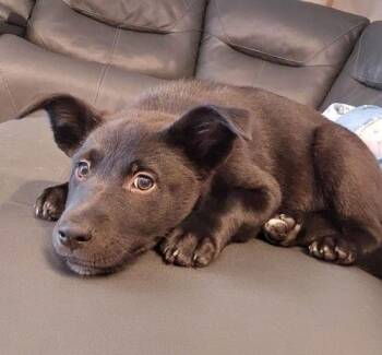Labrador Retriever and Shepherd Dogs Available for Adoption - **COCO** | PetCurious