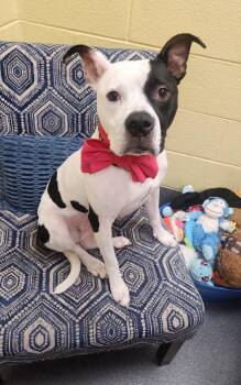 Pit Bull Terrier and Boston Terrier Dogs Available for Adoption - Callie | PetCurious