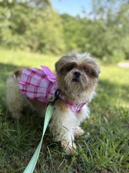 Sherry Baby -  Shih Tzu Dog for Adoption in Gradyville, Kentucky - Sherry Baby | PetCurious