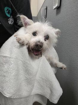 DOLLY -  West Highland White Terrier Westie and Mixed Breed Dog for Adoption in Las Vegas, Nevada - DOLLY | PetCurious