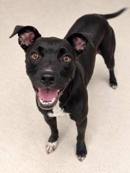 Hallie -  Mixed Breed Dog for Adoption in Gulfport, Mississippi - Hallie | PetCurious
