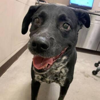 Aries -  Black Labrador Retriever and Australian Cattle Dog Blue Heeler Dog for Adoption in Chicago, Illinois - Aries | PetCurious