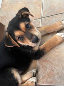 Sage -  German Shepherd Dog Dog for Adoption in Plano, Texas - Sage | PetCurious
