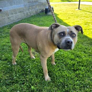 Pit Bull Terrier Dogs Available for Adoption in Long Beach, California - TIPPY | PetCurious