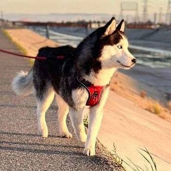 Yuno -  Siberian Husky Dog for Adoption in Los Angeles, California - Yuno | PetCurious