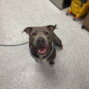 Rescue Pit Bull Terrier and Mixed Breed Dogs for Adoption in Reno, Nevada - Spike | PetCurious