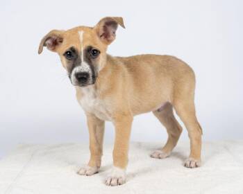 Logan -  Border Collie Dog for Adoption in Bedford, Indiana - Logan | PetCurious