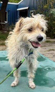 Wirehaired Terrier Dogs Available for Adoption in Davis, California - Cosmo | PetCurious