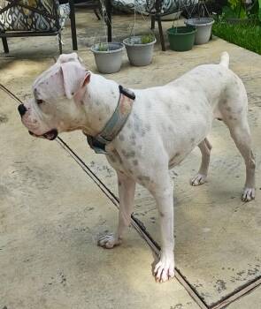 Rufus IV -  Boxer Dog for Adoption in Hewitt, Texas - Rufus IV | PetCurious
