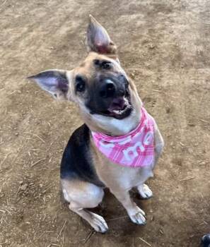 Rescue German Shepherd Dog Dogs for Adoption in Kettering, Ohio - Remington | PetCurious