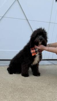 Oreo Cavapoo -  Cavalier King Charles Spaniel and Poodle Dog for Adoption in Gillsville, Georgia - Oreo Cavapoo | PetCurious