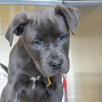 ASTRO -  Mastiff and Great Dane Dog Available for Adoption in St. Louis, Missouri - ASTRO | PetCurious