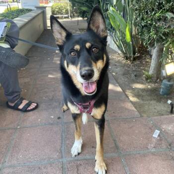Riley -  Shepherd Dog for Adoption in Pasadena, California - Riley | PetCurious