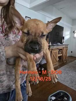Boxer and Mixed Breed Dogs Available for Adoption in Klamath Falls, Oregon - Hermes | PetCurious