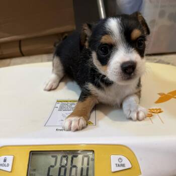 Conroe Puppy 6 -  Chihuahua and Terrier Dog for Adoption in Montgomery, Texas - Conroe Puppy 6 | PetCurious