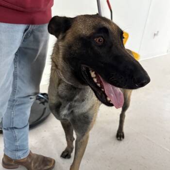 Rescue Belgian Shepherd Malinois Dogs for Adoption in Garden City, Kansas - Iris | PetCurious