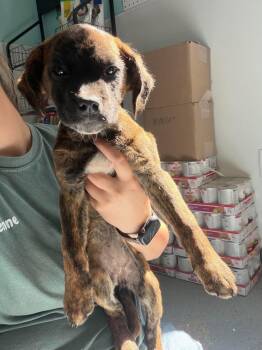 Pocus -  Mixed Breed Dog for Adoption in Leitchfield, Kentucky - Pocus | PetCurious
