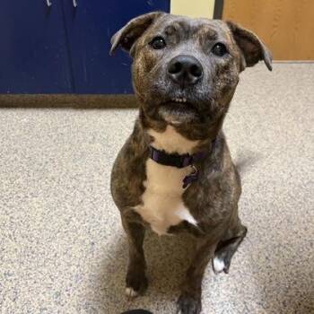 Mixed Breed Dogs Available for Adoption in Merriam, Kansas - Nova Rae | PetCurious