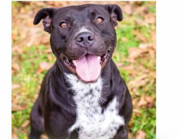 Terrier and Australian Cattle Dog Blue Heeler Dogs Available for Adoption in Brookhaven, Mississippi - Wilhelmina 26 | PetCurious