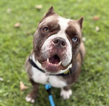 Pearl -  American Bulldog Dog for Adoption in Oakland, California - Pearl | PetCurious