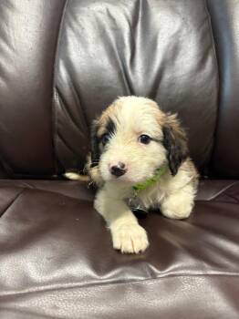Scorcher -  Terrier and Poodle Dog for Adoption in Carson City, Nevada - Scorcher | PetCurious