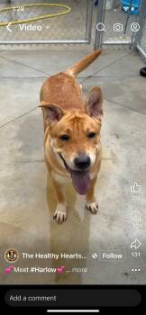 Rescue Mixed Breed Dogs for Adoption in Warren, Ohio - Harlow | PetCurious