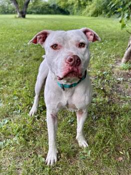 Vega -  Mixed Breed Dog for Adoption in Midland, Michigan - Vega | PetCurious
