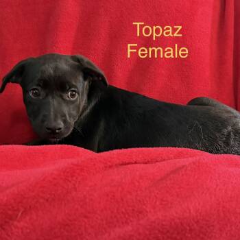 Topaz -  German Shepherd Dog and Husky Dog for Adoption - Topaz | PetCurious