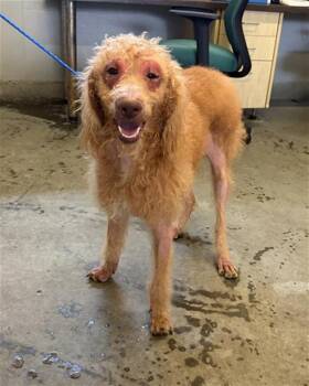 LOLA -  Poodle Dog for Adoption in Camarillo, California - LOLA | PetCurious