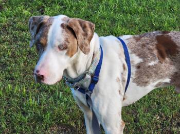 Catahoula Leopard Dog Dogs Available for Adoption - Bodie | PetCurious